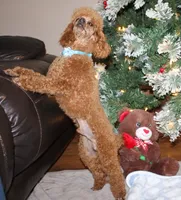 AKC Paris, a male Poodle - Toy  for sale in Kansas City, MO – Photo 3 of 7