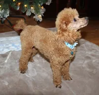 AKC Paris, a male Poodle - Toy  for sale in Kansas City, MO – Photo 7 of 7