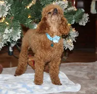 AKC Paris, a male Poodle - Toy  for sale in Kansas City, MO – Photo 2 of 7