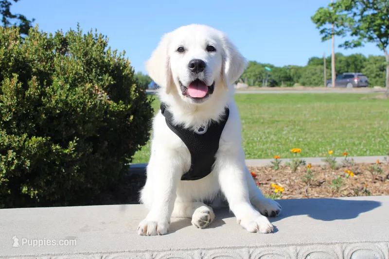 Buster – English Cream Golden Retriever puppy for sale in Kansas City, MO
