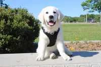 Buster, a male English Cream Golden Retriever for sale in Kansas City, MO – 1 of 10