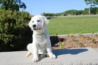 Oliver, a male English Cream Golden Retriever for sale in Kansas City, MO – 10 of 10