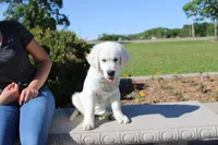 Oliver, a male English Cream Golden Retriever for sale in Kansas City, MO – 8 of 10
