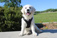 Buster, a male English Cream Golden Retriever for sale in Kansas City, MO – 8 of 10
