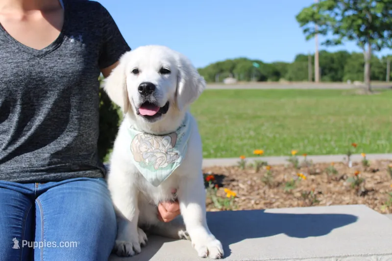 Oliver – English Cream Golden Retriever puppy for sale in Kansas City, MO