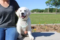 Oliver, a male English Cream Golden Retriever for sale in Kansas City, MO – 1 of 10