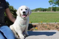Oliver, a male English Cream Golden Retriever for sale in Kansas City, MO – 3 of 10