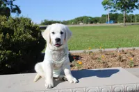 Oliver, a male English Cream Golden Retriever for sale in Kansas City, MO – 9 of 10