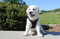 Buster, a male English Cream Golden Retriever for sale in Kansas City, MO – 9 of 10