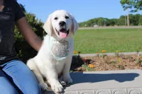 Oliver, a male English Cream Golden Retriever for sale in Kansas City, MO – 5 of 10