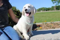 Oliver, a male English Cream Golden Retriever for sale in Kansas City, MO – 7 of 10