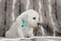 processed/55070da6-05b0-474e-91ce-e37cbdc7a7c8/listing/0ac5eeec-4eec-4fa9-b12c-ee4a846ccb5c/428e4f9c-524f-4064-b7ec-025b95e05c56