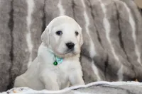 processed/55070da6-05b0-474e-91ce-e37cbdc7a7c8/listing/0ac5eeec-4eec-4fa9-b12c-ee4a846ccb5c/47d064d2-87c2-4ea9-a62c-2f27b14eb658