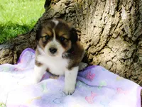 Trixie, a female Miniature Australian Shepherd for sale in Kansas City, MO – 2 of 5