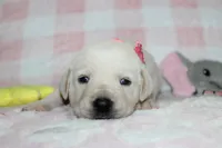 Dolly, a female Labrador Retriever and English Cream Golden Retriever for sale in Kansas City, MO – 5 of 8