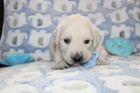 4th choice male, a male English Cream Golden Retriever for sale in Kansas City, MO – 4 of 10