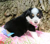 Jessie, a female Miniature Australian Shepherd for sale in Kansas City, MO – 1 of 3