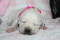Dolly, a female Labrador Retriever and English Cream Golden Retriever for sale in Kansas City, MO – 5 of 7
