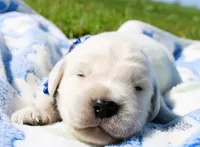 Cooper, a male English Cream Golden Retriever for sale in Kansas City, MO – 2 of 9