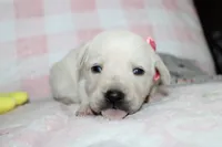 Dolly, a female Labrador Retriever and English Cream Golden Retriever for sale in Kansas City, MO – 4 of 8