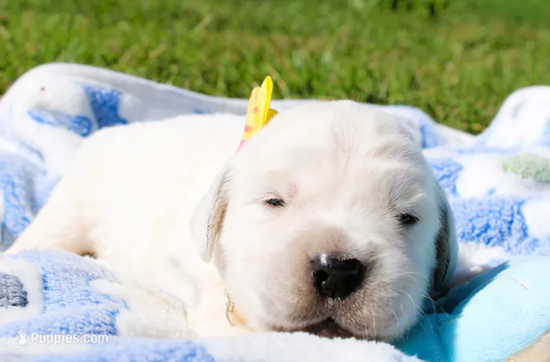 Hazel – English Cream Golden Retriever puppy for sale in Kansas City, MO