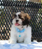 Sold! Maverick, a male Shih Tzu for sale in Kansas City, MO – Photo 1 of 10