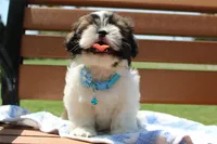 Sold! Maverick, a male Shih Tzu for sale in Kansas City, MO – Photo 7 of 10