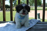 Sold! Maverick, a male Shih Tzu for sale in Kansas City, MO – Photo 10 of 10