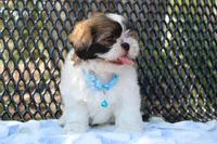 Sold! Maverick, a male Shih Tzu for sale in Kansas City, MO – Photo 6 of 10