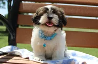 Sold! Maverick, a male Shih Tzu for sale in Kansas City, MO – Photo 4 of 10