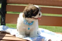 Sold! Maverick, a male Shih Tzu for sale in Kansas City, MO – Photo 8 of 10