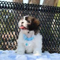 Sold! Maverick, a male Shih Tzu for sale in Kansas City, MO – Photo 5 of 10