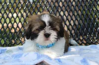 Sold! Maverick, a male Shih Tzu for sale in Kansas City, MO – Photo 3 of 10