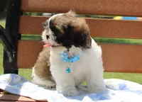 Sold! Maverick, a male Shih Tzu for sale in Kansas City, MO – Photo 2 of 10