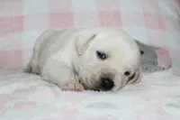 Dolly, a female Labrador Retriever and English Cream Golden Retriever for sale in Kansas City, MO – 8 of 8