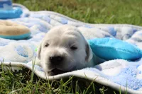 Cooper, a male English Cream Golden Retriever for sale in Kansas City, MO – 5 of 9