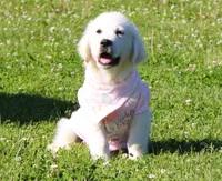 Isabella, a female English Cream Golden Retriever for sale in Kansas City, MO – 3 of 9