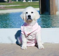 Isabella, a female English Cream Golden Retriever for sale in Kansas City, MO – 2 of 9