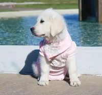 Isabella, a female English Cream Golden Retriever for sale in Kansas City, MO – 9 of 9