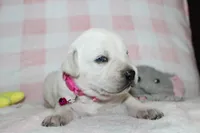 Susie, a female Labrador Retriever and English Cream Golden Retriever for sale in Kansas City, MO – 6 of 9