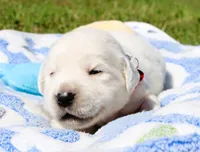 Cooper, a male English Cream Golden Retriever for sale in Kansas City, MO – 3 of 9