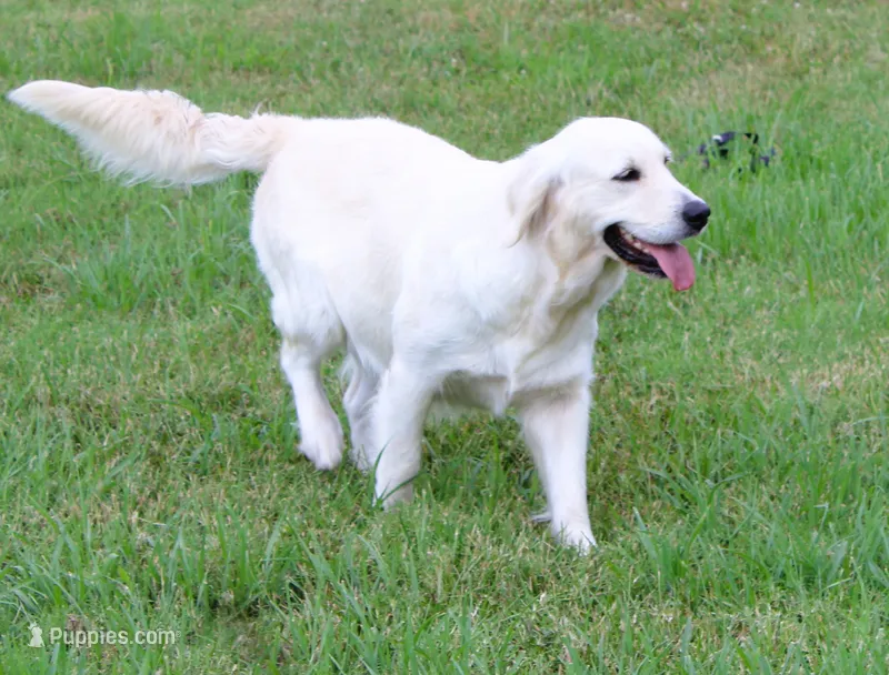 Upcoming Litter! Due at the end of July! – English Cream Golden Retriever puppy for sale in Kansas City, MO