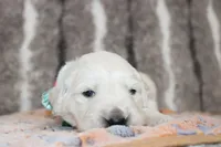 Golden Dreams!💝💖, a  English Cream Golden Retriever for sale in Kansas City, MO – 8 of 10