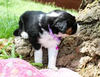 Freckles, a female Miniature Australian Shepherd for sale in Kansas City, MO – 5 of 5