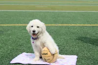 Daisy, a female English Cream Golden Retriever for sale in Kansas City, MO – Photo 7 of 8