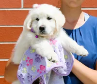 Daisy, a female English Cream Golden Retriever for sale in Kansas City, MO – Photo 1 of 8