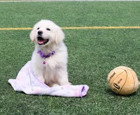 Daisy, a female English Cream Golden Retriever for sale in Kansas City, MO – Photo 3 of 8