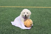 Daisy, a female English Cream Golden Retriever for sale in Kansas City, MO – Photo 8 of 8