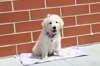 Daisy, a female English Cream Golden Retriever for sale in Kansas City, MO – Photo 6 of 8