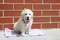 Daisy, a female English Cream Golden Retriever for sale in Kansas City, MO – Photo 5 of 8